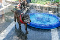 2024-06-25 CVC Dog Days Blood Drive-26