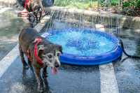 2024-06-25 CVC Dog Days Blood Drive-27